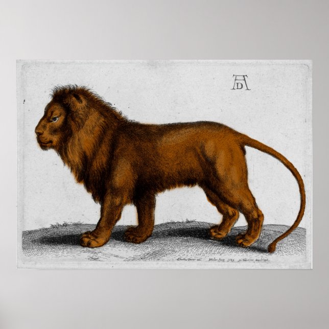 Poster Albrecht Durer Colour Engraving Lion (Devant)