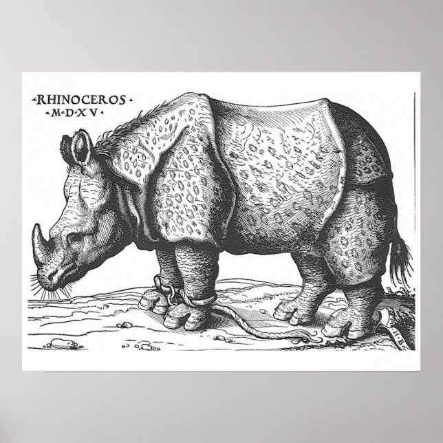 Poster Albrecht Durer - Rhinoceros (Devant)