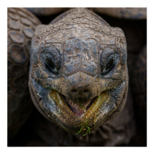 Poster Aldabra Tortoise Giant Puzzle