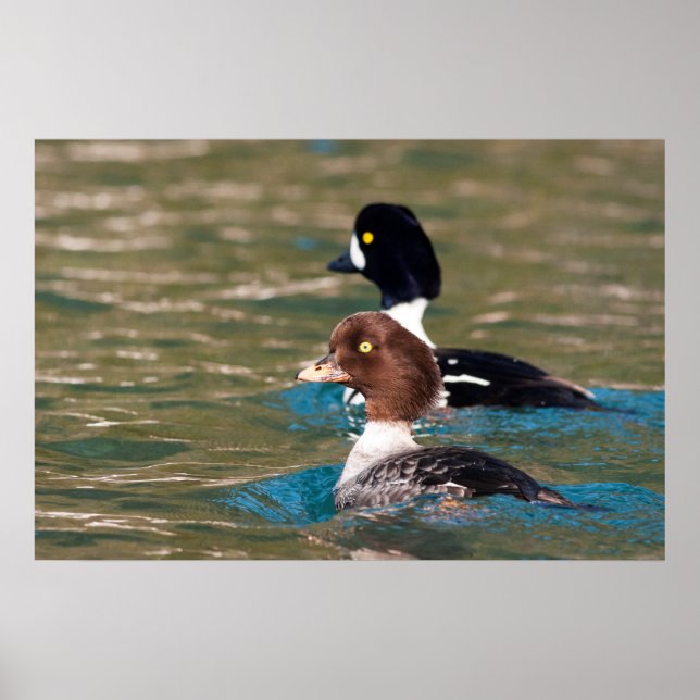 Poster Alert Goldeneye (Devant)