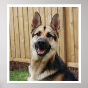 Poster Alerte de siège du berger allemand