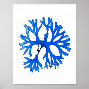 Poster Algues bleues Imprimer No 5 Botanique Côtière Impr