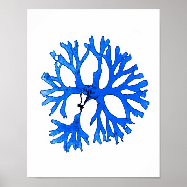 Poster Algues bleues Imprimer No 5 Botanique Côtière Impr (Devant)