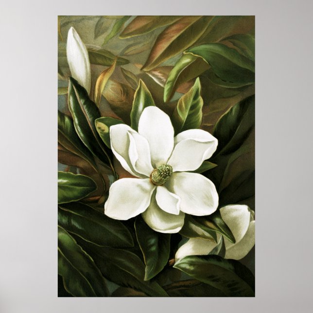 Poster Alicia H. Laird : Magnolia Grandflora (Devant)