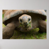 Alimentation Aldabra Tortoise