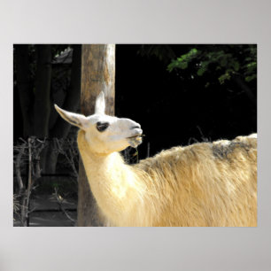 Poster Alimentation de lama