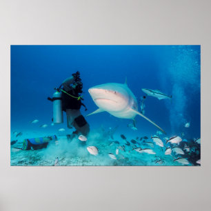 Poster Alimentation de Taureau