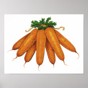 Poster Aliments Anciens, Bouquet de Carottes Biologiques