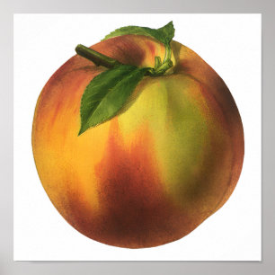 Poster Aliments Anciens Fruits, Pêche Biologique Mûre ave