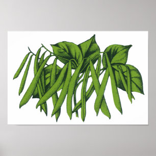 Poster Aliments anciens, haricots verts biologiques légum