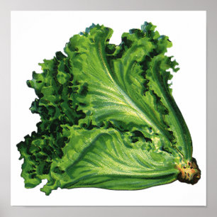 Poster Aliments rétro, légumes de laitue à feuilles verte