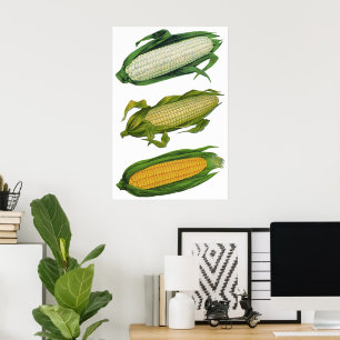 Poster Aliments vintages Légumes sains, Maïs frais sur le