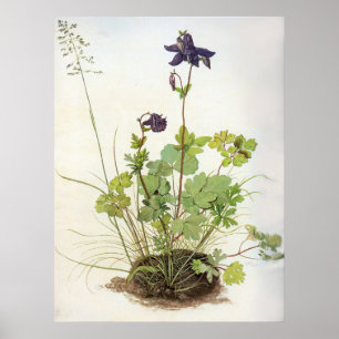 Poster Alkelei-Blume - Albrecht Durer - c1500