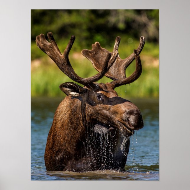 Poster Allaitement d'orignaux dans le parc national des G (Devant)