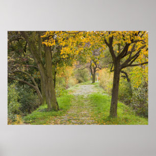 Poster Allée bordée d'arbres en automne