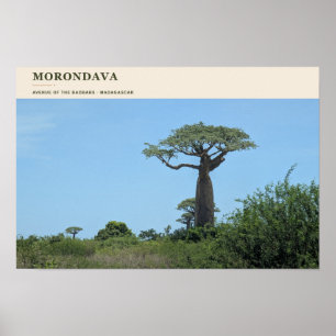 Poster Allée des Baobabs de Morondava