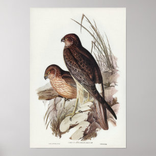 Poster Allied Harrier par Elizabeth Gould