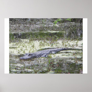 Poster Alligator