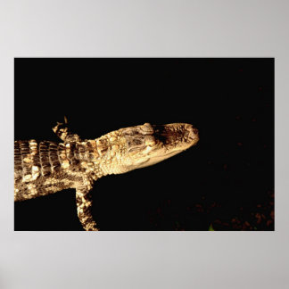 Poster Alligator #1