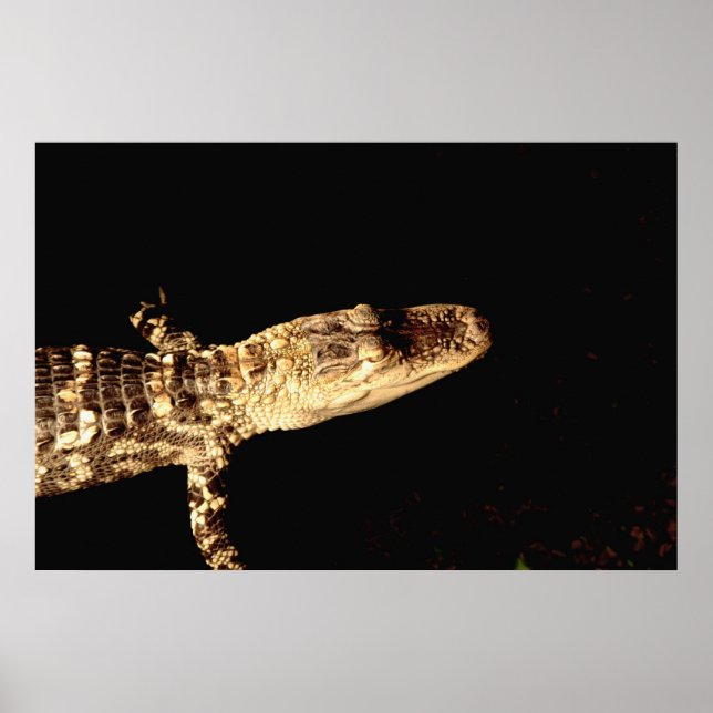 Poster Alligator #1 (Devant)