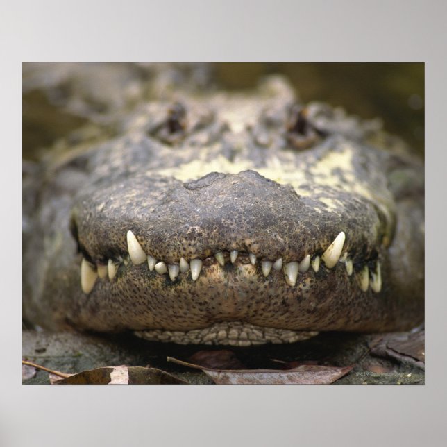 Poster Alligator américain (Devant)