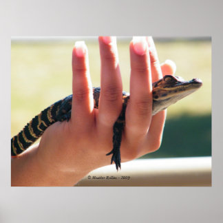 Poster Alligator bébé