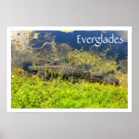 Alligator dans le Parc National des Everglades, Fl