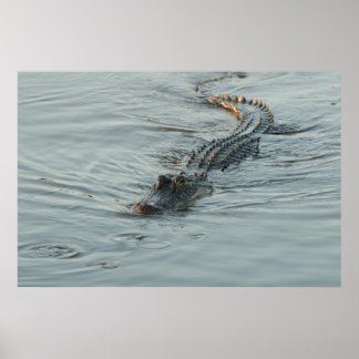 Poster Alligator dans l'eau