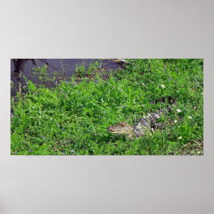 Poster Alligator de bébé