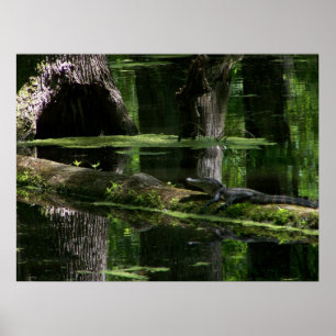 Poster Alligator de trace de Natchez (1)