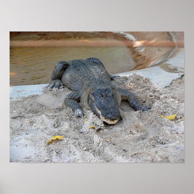 Poster Alligator, Fort Lauderdale, Floride (Devant)