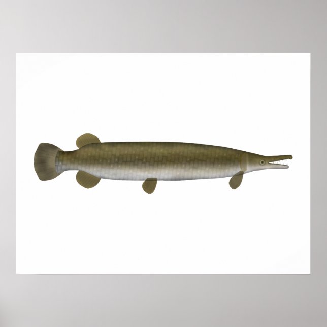 Poster Alligator Gar (Devant)