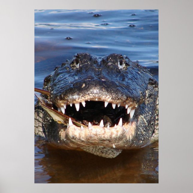 Poster Alligator Mississipiensis (Devant)