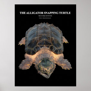 Poster Alligator serpent tortue の ポ ♥ タ