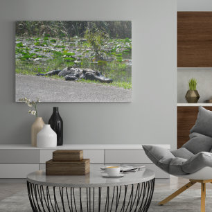 Poster Alligator sur Alligator Alley, Fl