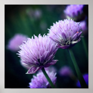 Poster Allium à échalon violet fleuri