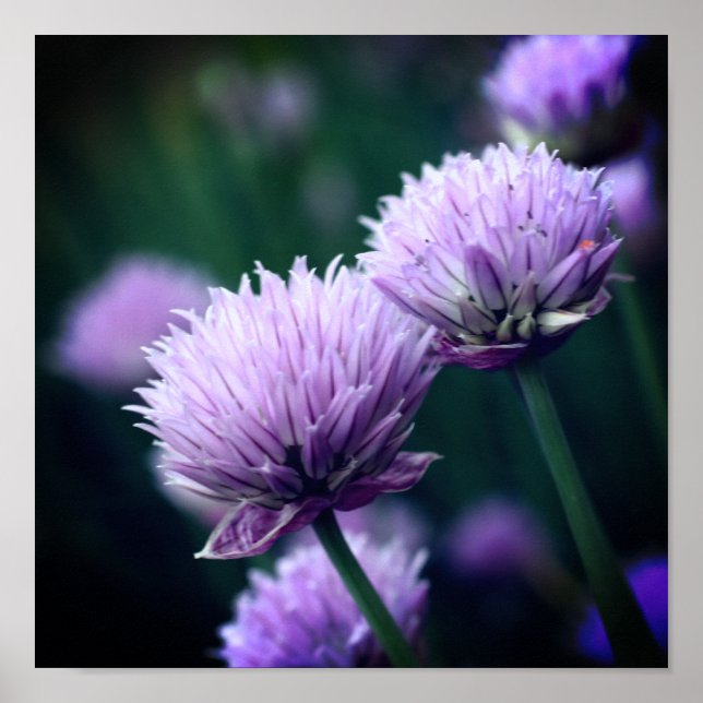 Poster Allium à échalon violet fleuri (Devant)