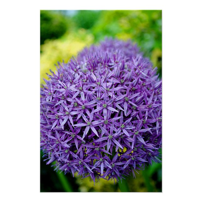 Poster Allium Hollandicum Fleurs d'été violettes (Devant)