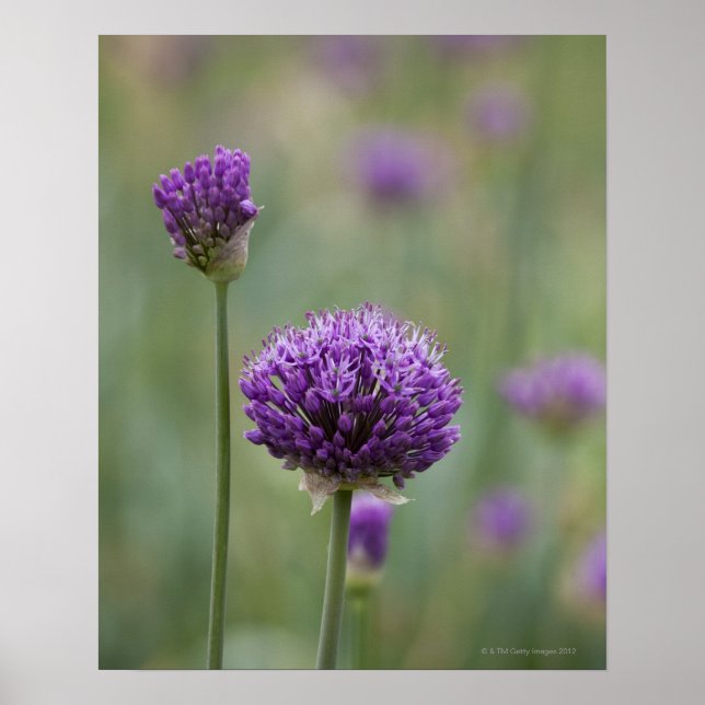 Poster Alliums pourpres avec arrière - plan diffus nature (Devant)