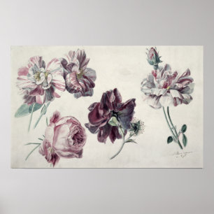 Poster Alma-Tadema ROSE