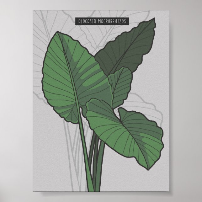 Poster Alocasia Macrorrhizos Giant Taro plante (Devant)