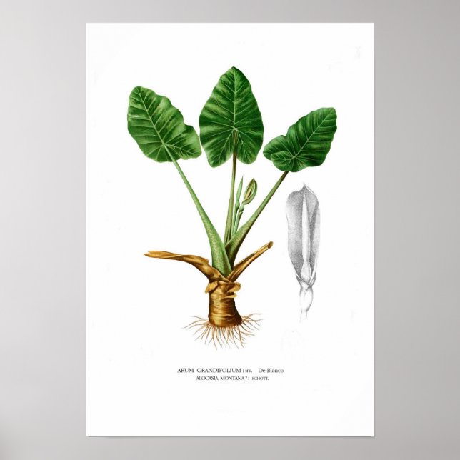 Poster Alocasia montana (Devant)