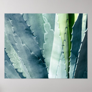 Poster Aloe