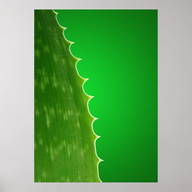 Poster Aloe plante (Devant)