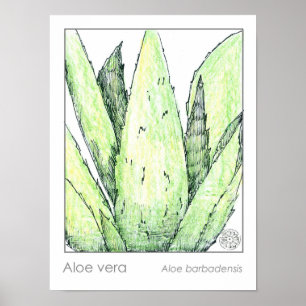Poster Aloe Vera Materia Medica Herbaliste Botanique