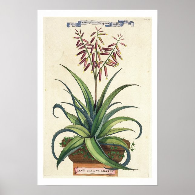 Poster Aloe Vera Vulgaris, de 'Phytographia Curiosa', p (Devant)
