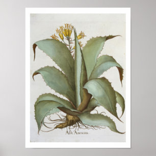 Poster Aloès américain : Aloès americana, du 'Hortus Ey