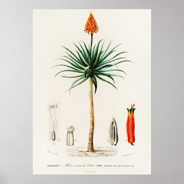 Poster Aloès candélabre (aloe fruticosa) (Devant)
