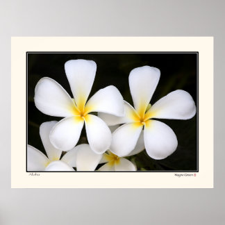 Poster Aloha -Frangipani Blossoms - Hawaii