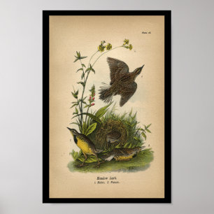 Poster Alouette 1890 de pré d'impression d'oiseau